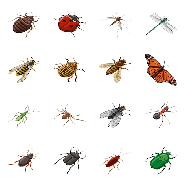 Ilustração em vetor de inseto e mosca ícone. conjunto de insetos e  entomologia | Vetor Premium