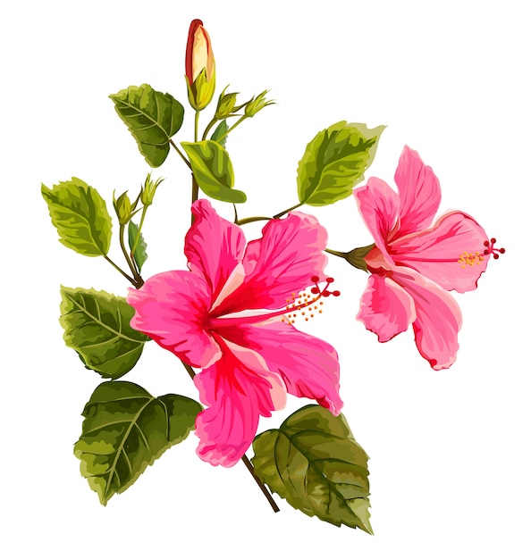 Ilustra O Em Vetor Flor Hibisco Vetor Premium