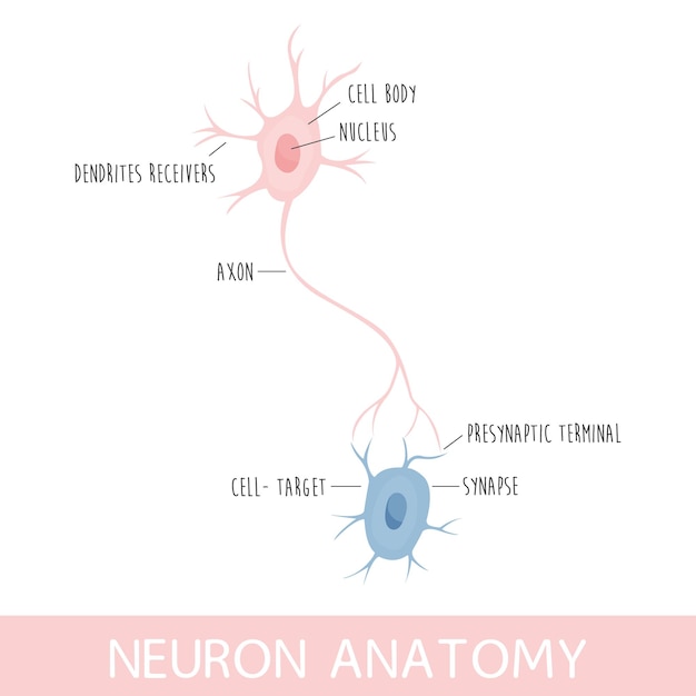 Ilustração Vetorial Da Anatomia Do Neurônio Axônio Dendritos E Corpo Celular Vetor Premium 2683