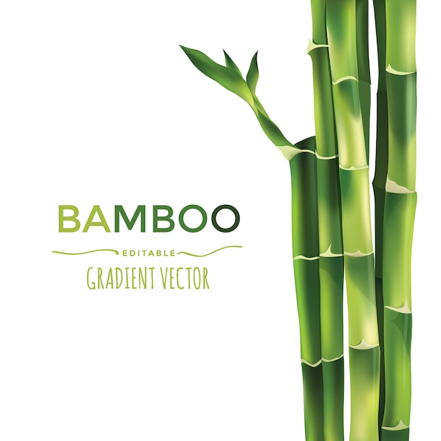 Ilustração Vetorial De Bambu Vetor Premium 3580