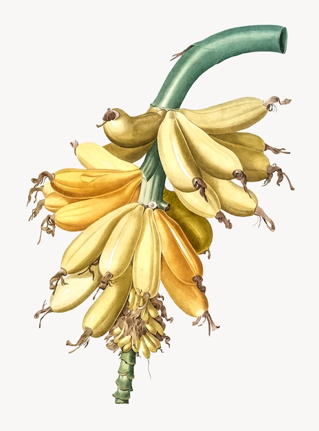 Ilustração vintage de banana Vetor grátis