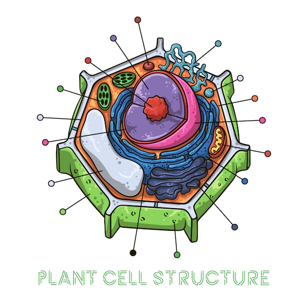 Baixar Imagens Desenho De Uma Celula Vegetal Desenho De Uma Celula