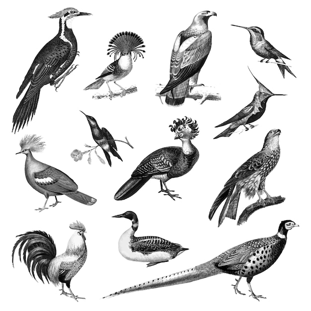 Ilustrações vintage de pássaros Vetor grátis