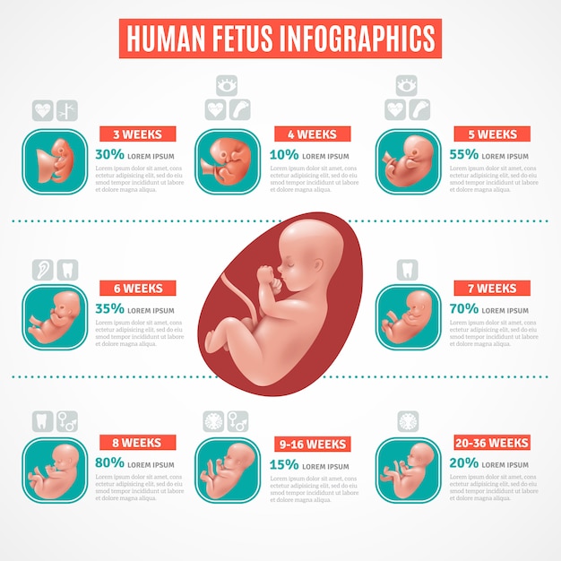 Infografia De Feto Humano Vetor Grátis 2886