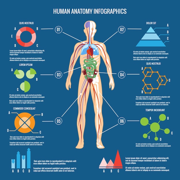 Infogr Fico De Anatomia Do Corpo Humano Colorido Sobre Fundo Verde Azul