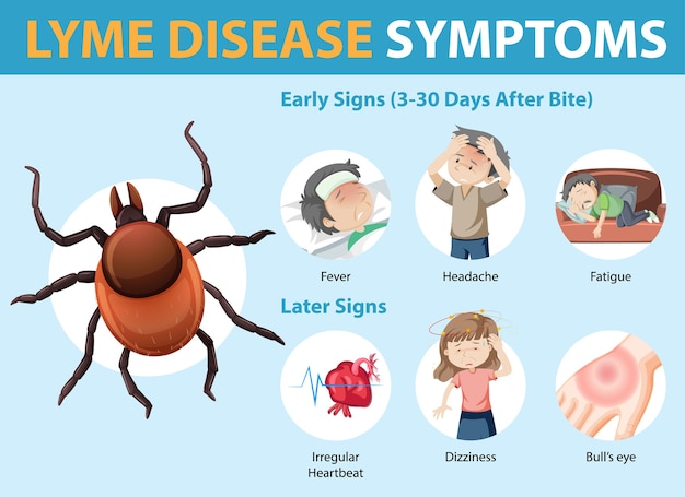 infogr-fico-de-informa-es-sobre-os-sintomas-da-doen-a-de-lyme-vetor