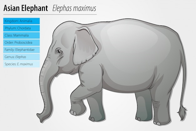 Vetores Taxonomia grátis, 3+ imagens nos formatos AI e EPS