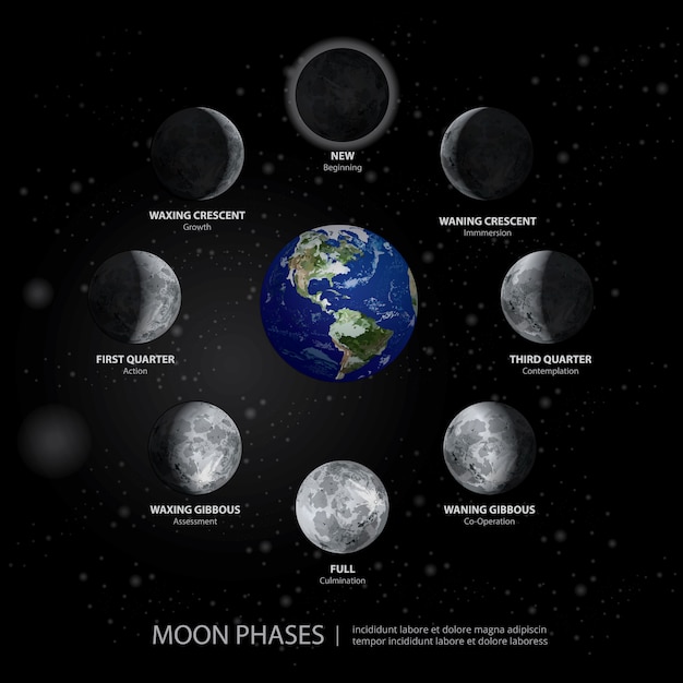 Movimentos da ilustração vetorial realista fases da lua Vetor Premium