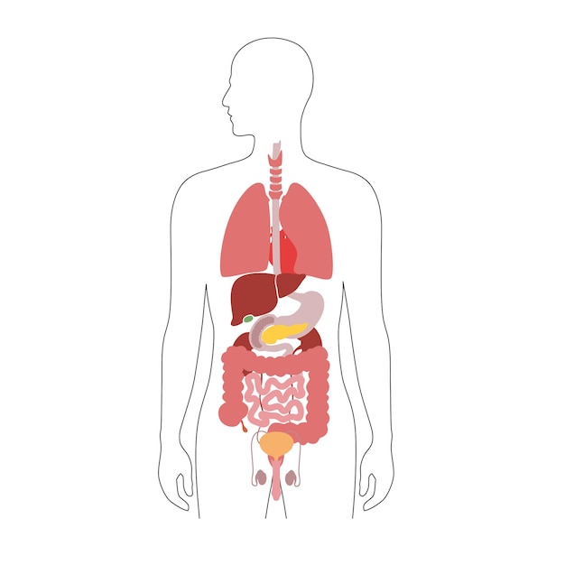 Órgãos Internos Humanos Em Ilustração Isolada De Vetor Plana De Corpo Masculino Silhueta De 7964