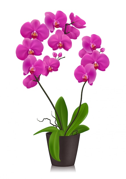 Orquídea roxa em vaso Vetor Premium