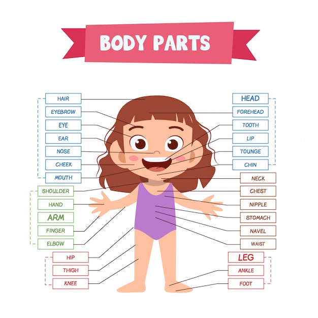 Partes Do Corpo Humano | Vetor Premium