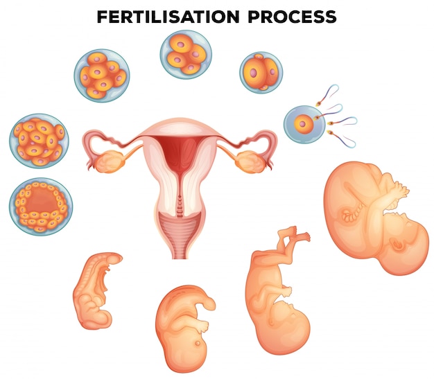 Processo De Fertilização Em Ilustração Humana Vetor Premium