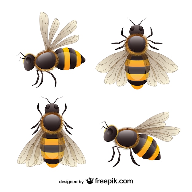 Realista vector set abelha Vetor grátis