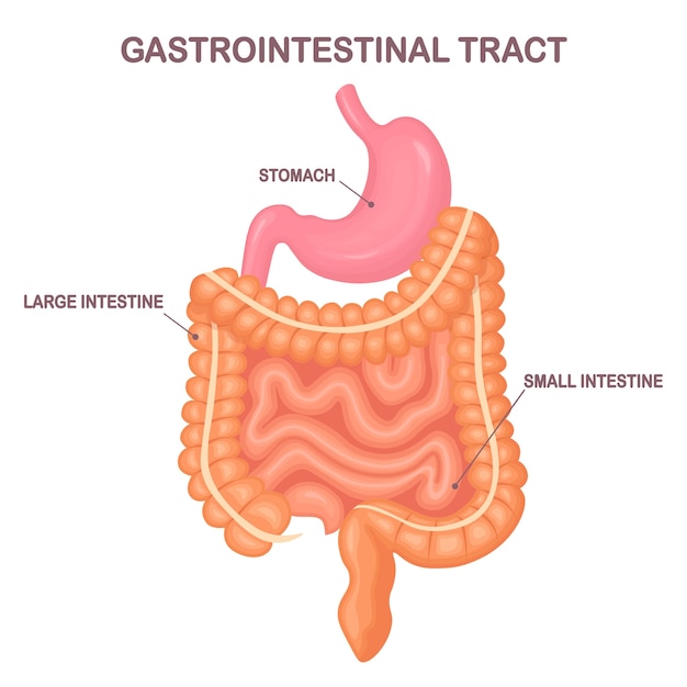 Trato Gastrointestinal. Intestinos, Vísceras, Estômago Em Fundo Branco 