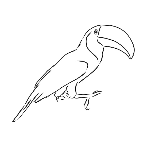 Tucano Desenhado M O Desenho Realista De Ilustra O Vetorial P Ssaro