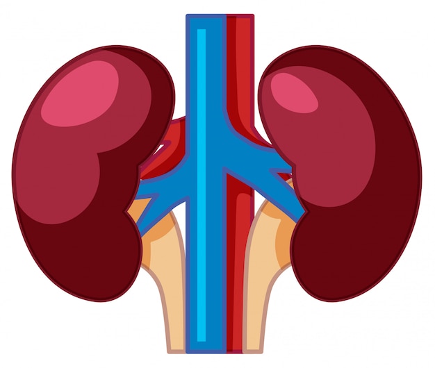 Uma anatomia do rim humano | Vetor Premium