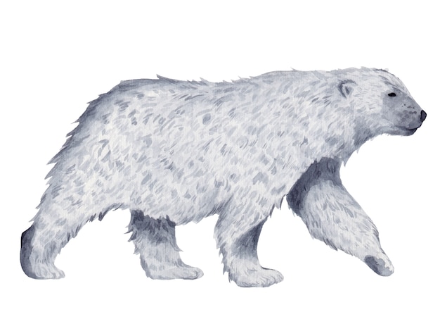 Featured image of post Urso Polar Desenho Foto De Perfil O urso polar ursus maritimus um mam fero solit rio que vive nas guas geladas da regi o do c rculo polar rtico