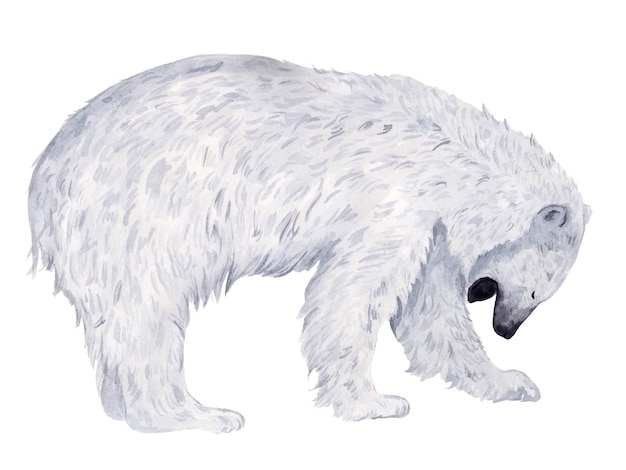 Featured image of post Urso Polar Foto De Perfil Podem medir at 1 63 metros de altura a partir do ombro 2 5 metros de comprimento do focinho at a cauda e pesam at 800 kg