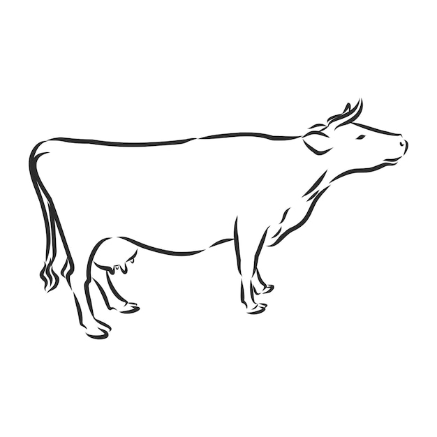 Vaca isolada no branco ilustração vetorial desenhada à mão Vetor Premium