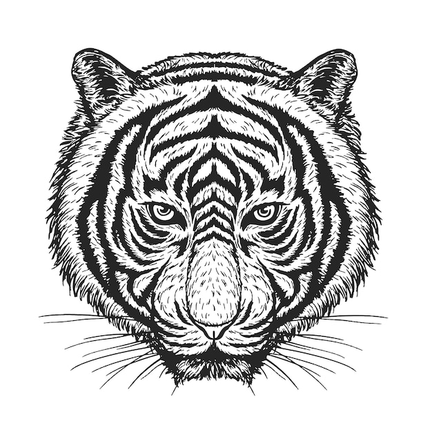 Vetor De Tigre De Desenho Em Branco Vetor Premium