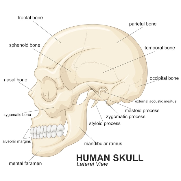 Vista Lateral Do Crânio Humano Com Explicação | Vetor Premium