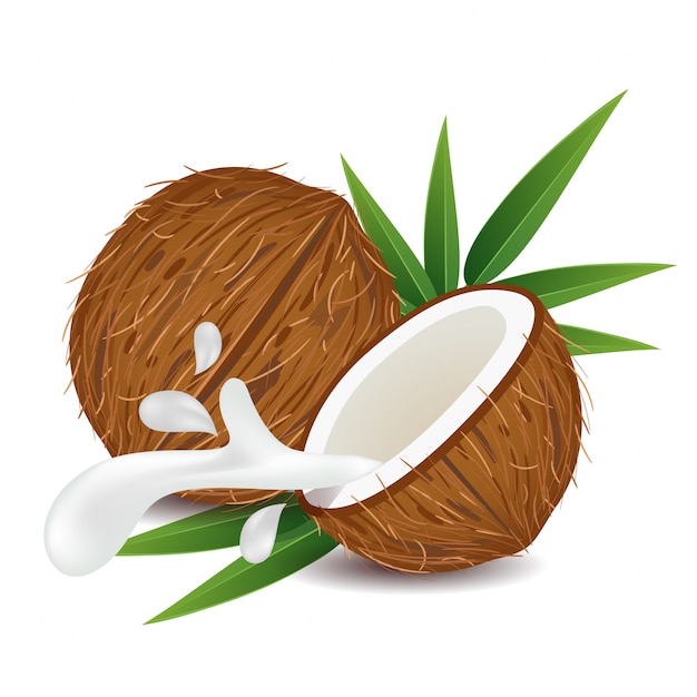 Brown coconut fruit Vettore Premium