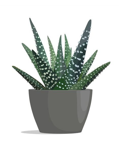 Cactus della zebra in vaso scuro su priorità bassa bianca. Vettore Premium