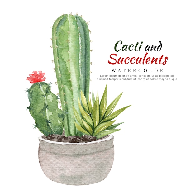 Cactus e succulente dell'acquerello in vaso da fiori. Vettore Premium
