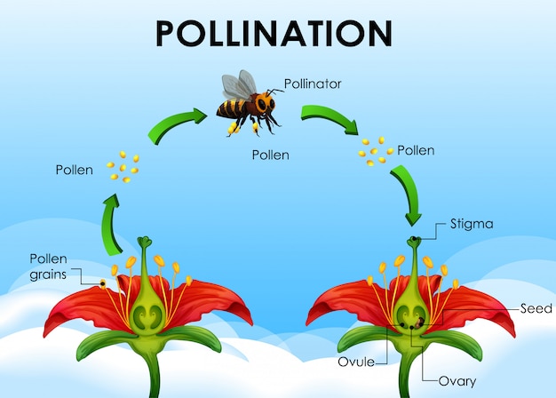 Diagramma Che Mostra Il Ciclo Di Impollinazione | Vettore Gratis