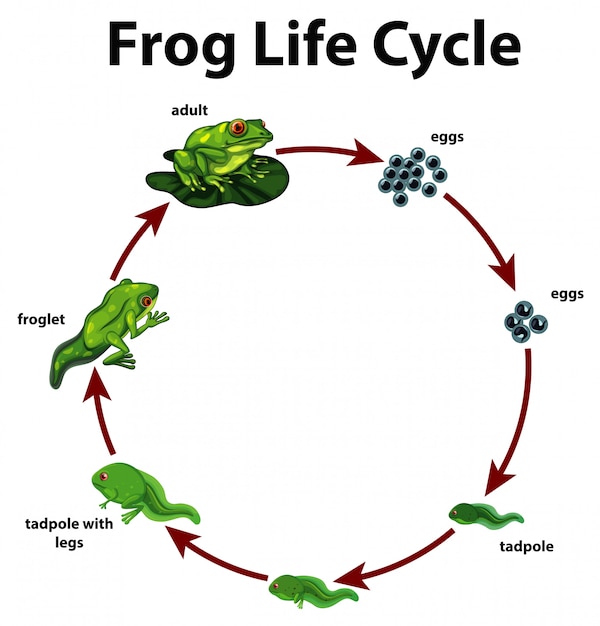 Diagramma Che Mostra Il Ciclo Di Vita Della Rana Vettore Gratis