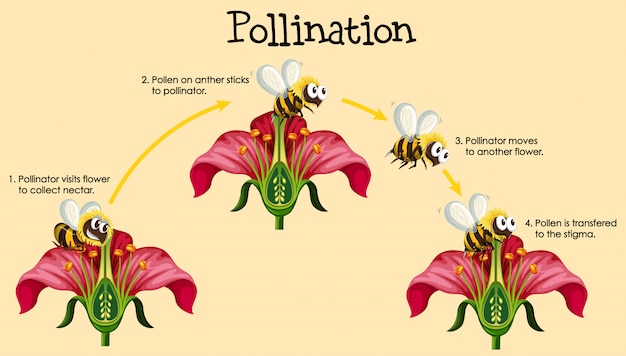 Diagramma Che Mostra L'impollinazione Con Ape E Fiori | Vettore Gratis