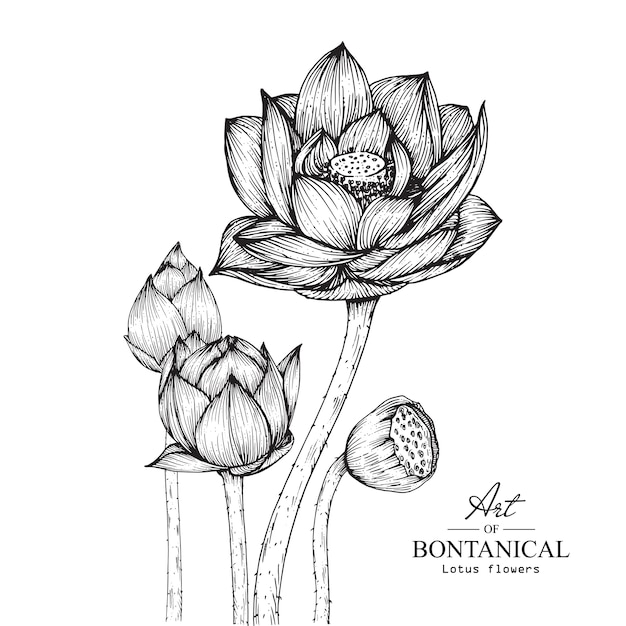 Disegni di fiori di loto | Scaricare vettori Premium