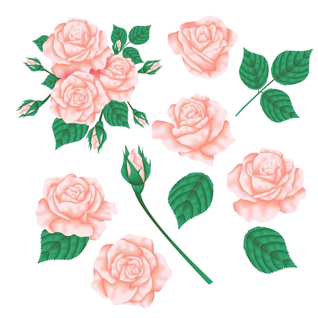 Disegno Floreale Vettoriale Fiore Rosa Rosa Pesca Giardino Vettore Premium