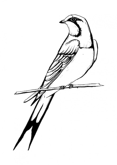 Disegno In Bianco E Nero Di Rondine Uccello Vettore Premium