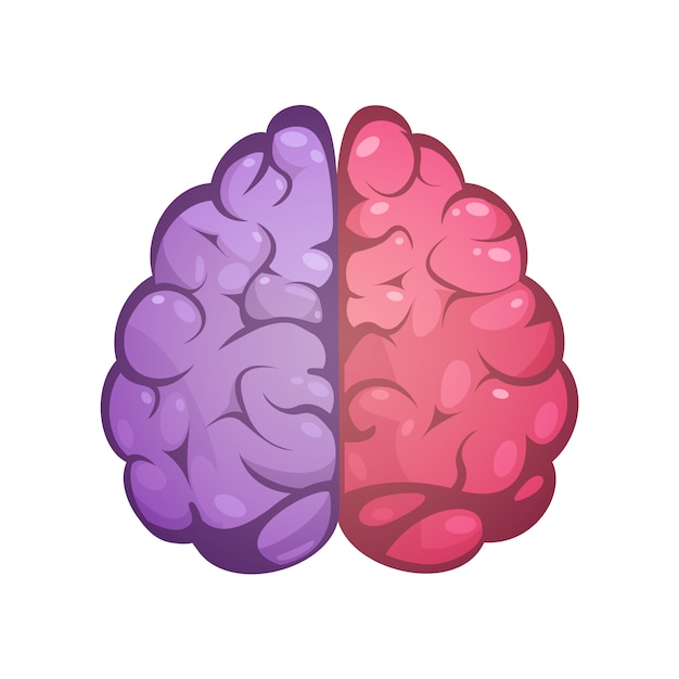 Emisfero cerebrale destro e sinistro di due emisferi cerebrali