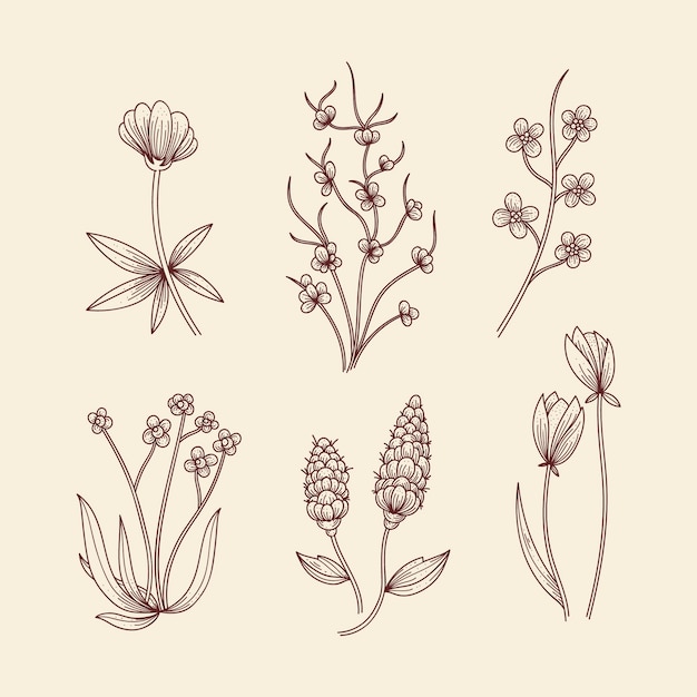 Erbe botaniche e fiori selvatici in stile vintage Vettore gratuito