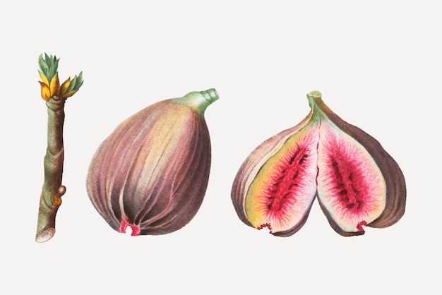 Fichi maturi Vettore gratuito
