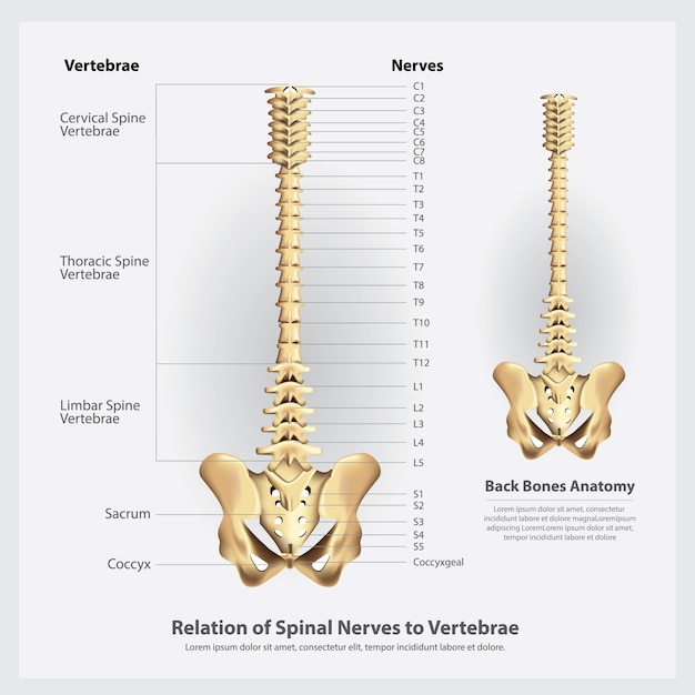 Illustrazione dei segmenti e delle radici dei nervi e delle vertebre spinali Vettore Premium