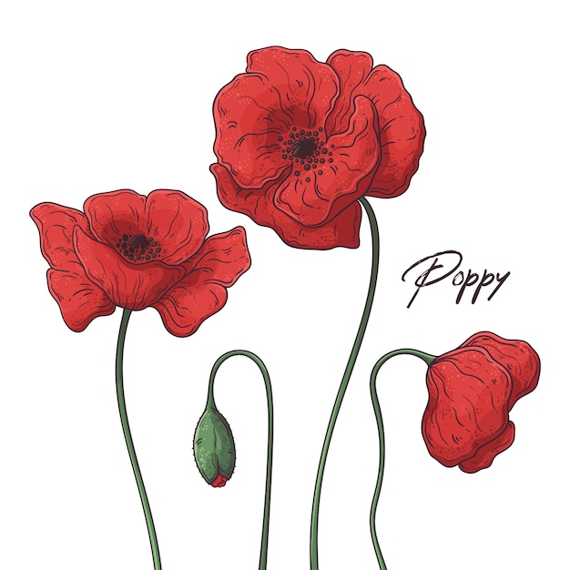 Illustrazioni floreali botaniche. fiori di papavero. Vettore Premium