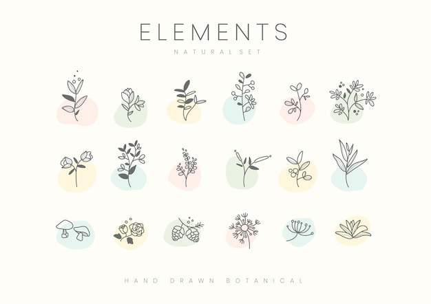 Insieme di vettore di elementi botanici disegnati a mano Vettore gratuito