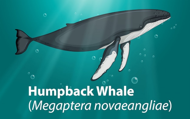 Megattera nell'oceano profondo Vettore gratuito