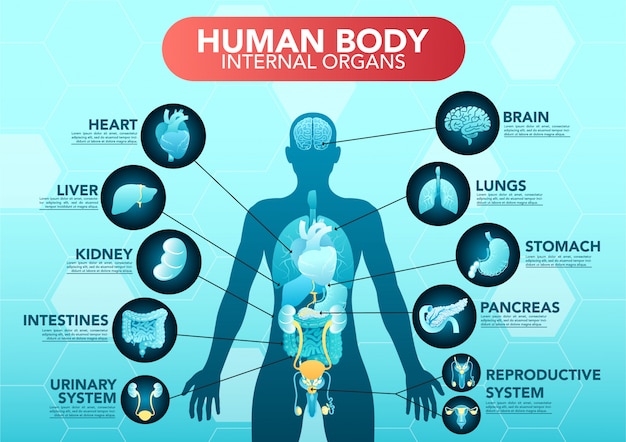 Poster Piatto Infografica Schema Di Organi Interni Del Corpo Umano Con