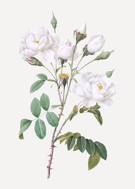 Poster vintage rosa bianca Vettore gratuito