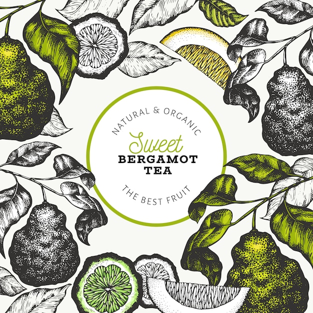 Progettazione di rami di bergamotto. cornice di lime kaffir. illustrazione disegnata a mano della frutta di vettore agrumi stile retrò. Vettore Premium