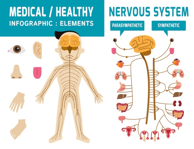 Sistema nervoso. sistema simpatico, elemento infographic del sistema parasimpatico Vettore Premium