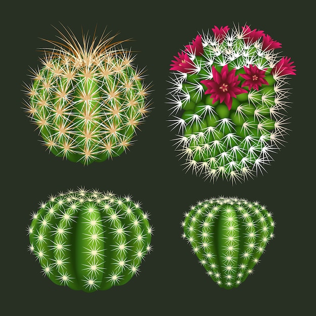 Vettore stabilito realistico dell'icona rotonda del cactus isolato Vettore Premium