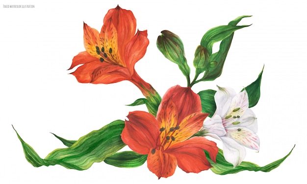 Vignetta Ghirlanda Con Fiori Di Giglio Peruviano Rosso E Bianco Vettore Premium
