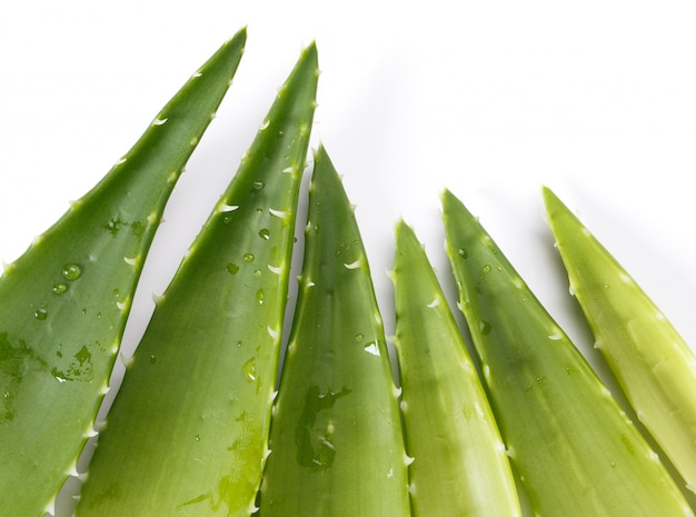 Aloevera op de tafel Gratis Foto