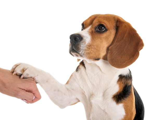 Beagle geïsoleerd Premium Foto
