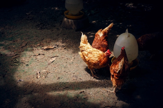Biologische kippen of kippen eten voedsel en vitaminewater de boerderij, het is pluimveehouderij is het